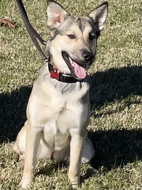 Enlarge Bailey, an adoptable mixed breed in Heathsville, VA image 2/4