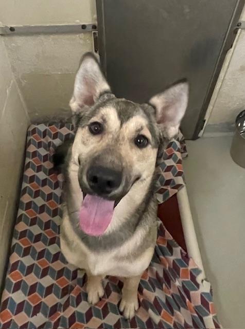 Enlarge Bailey, an adoptable mixed breed in Heathsville, VA image 3/4