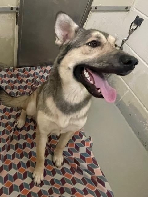 Enlarge Bailey, an adoptable mixed breed in Heathsville, VA image 4/4