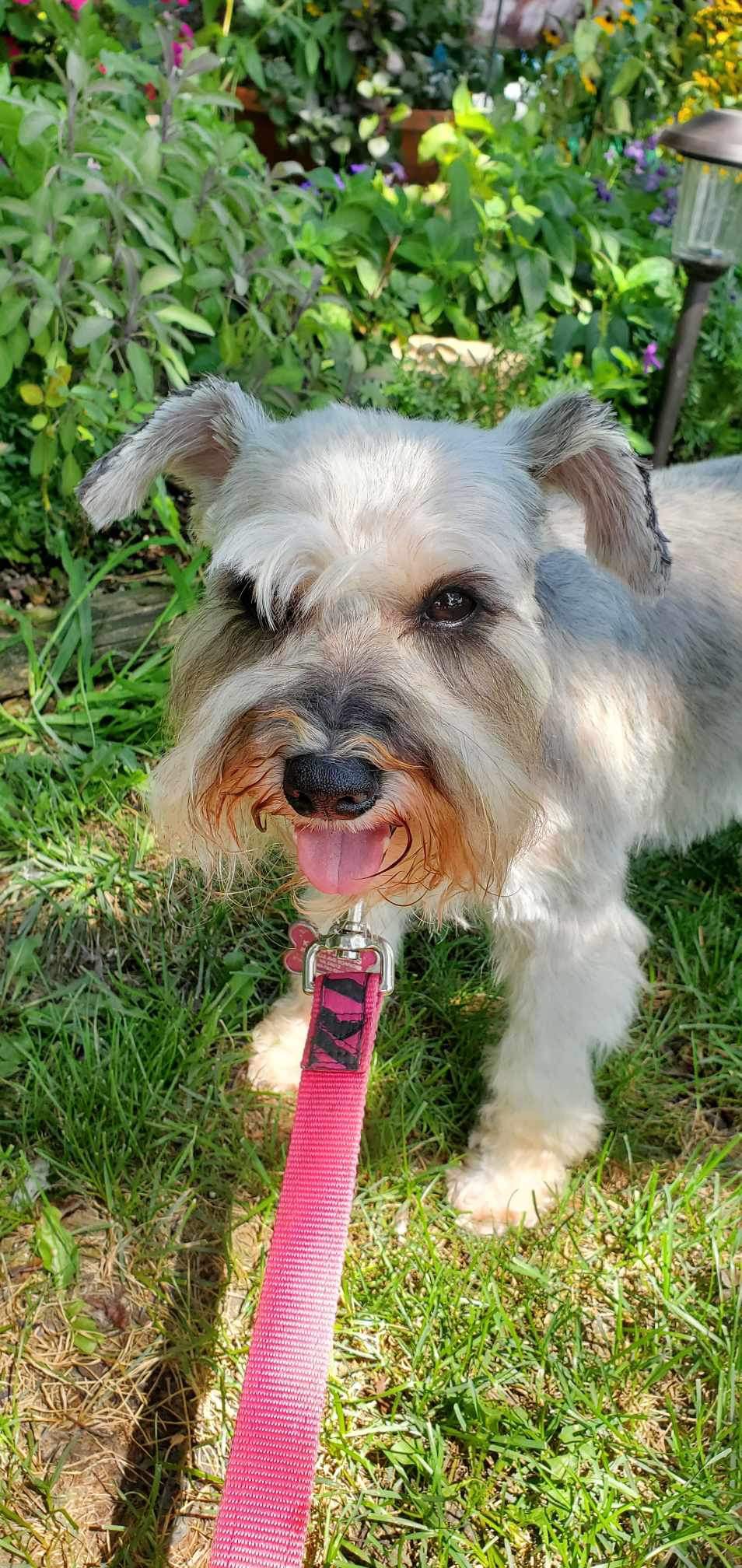 Enlarge Bella, a Adopted Miniature Schnauzer in Millersville, MD image 5/5