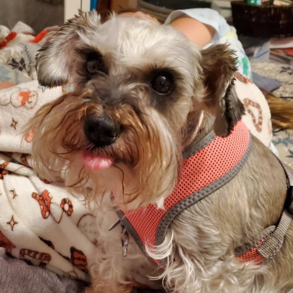 Enlarge Bella, a Adopted Miniature Schnauzer in Millersville, MD image 2/5