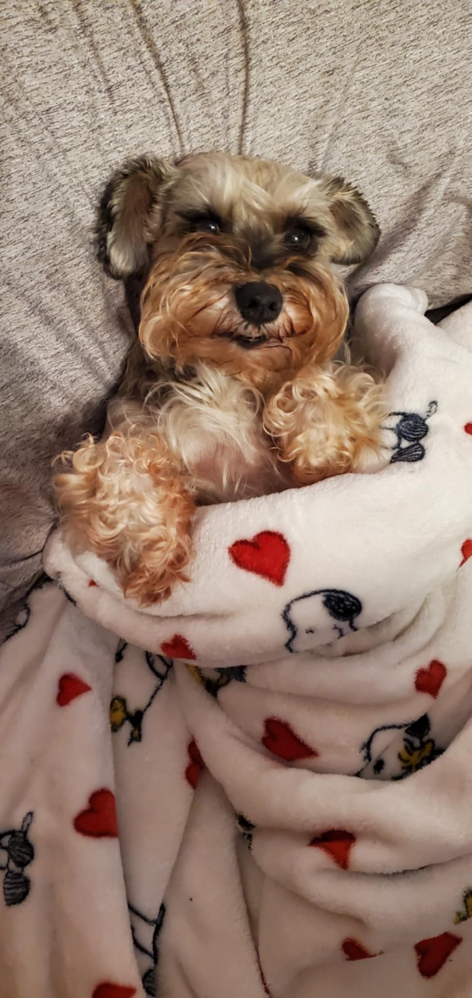 Enlarge Bella, a Adopted Miniature Schnauzer in Millersville, MD image 3/5