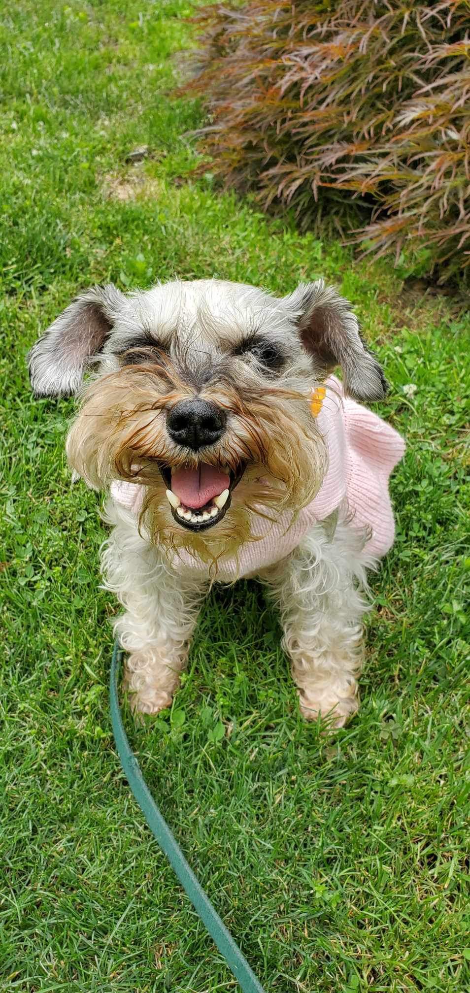 Enlarge Bella, a Adopted Miniature Schnauzer in Millersville, MD image 4/5