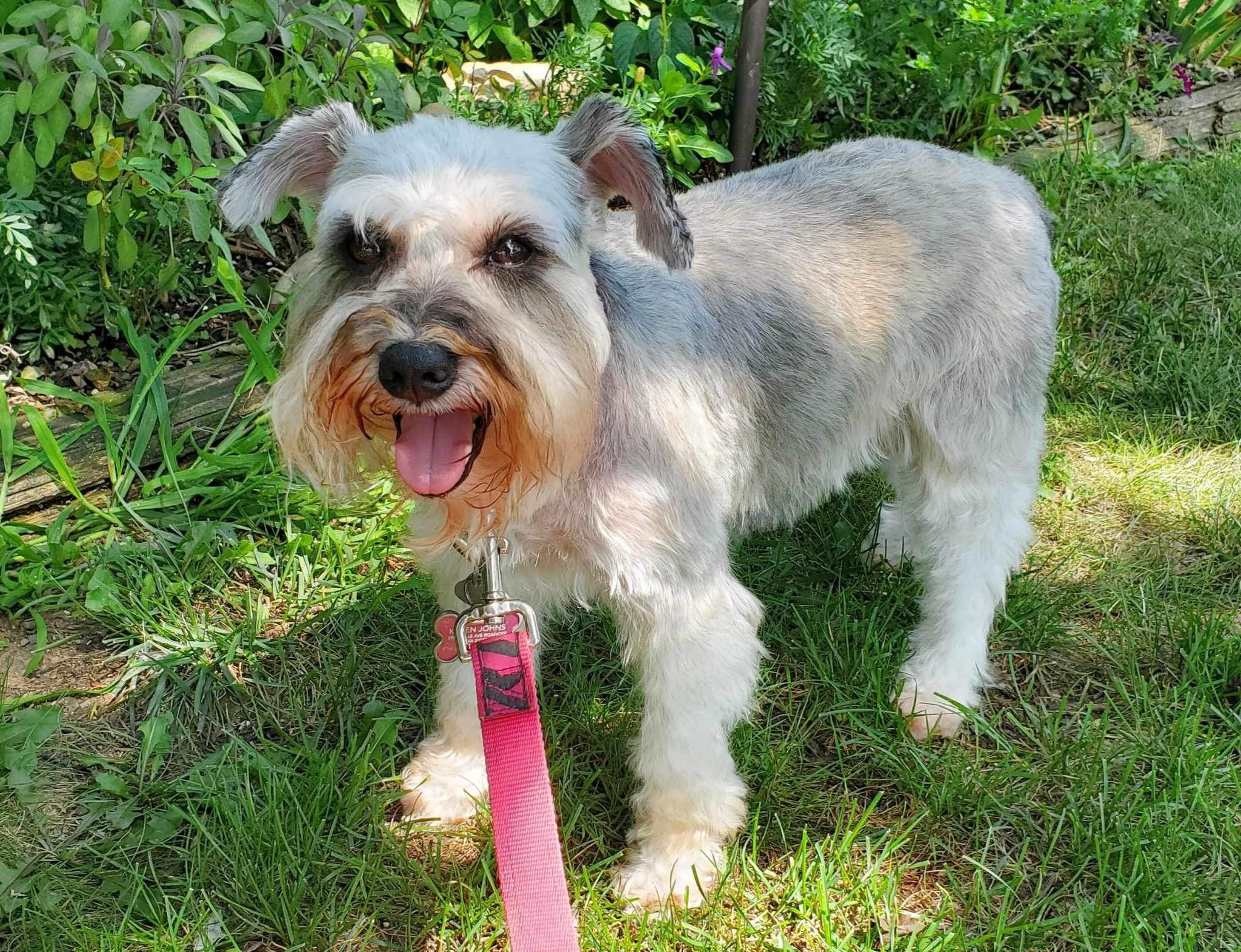 Enlarge Bella, a Adopted Miniature Schnauzer in Millersville, MD image 1/5