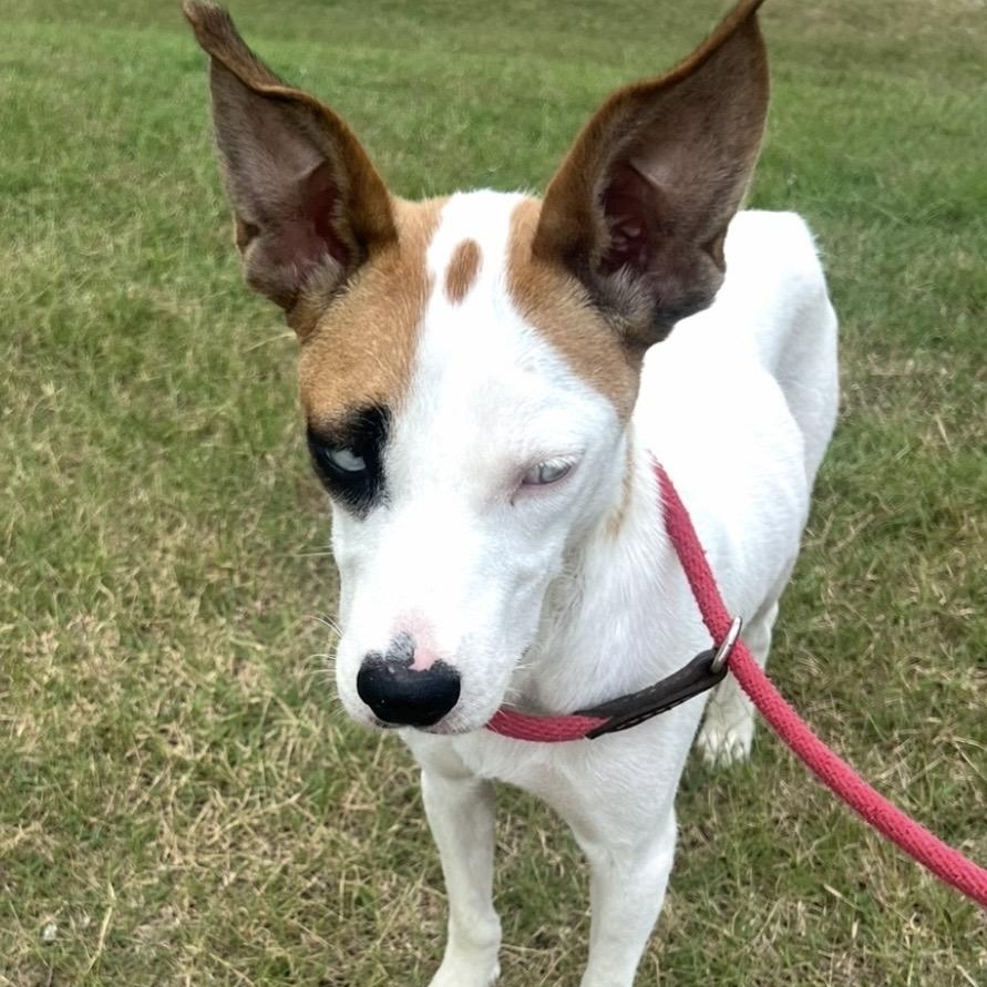 Oakley, Adoptable, Adult Female Jack Russell Terrier.