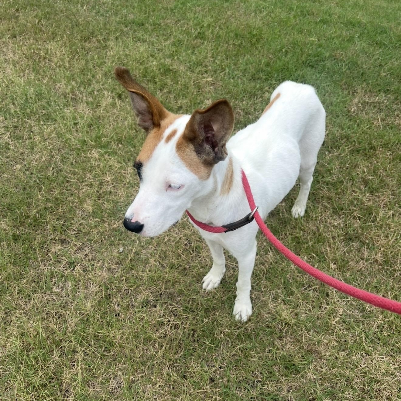 Enlarge Oakley, a Adoptable mixed breed in New Rochelle, NY image 2/3
