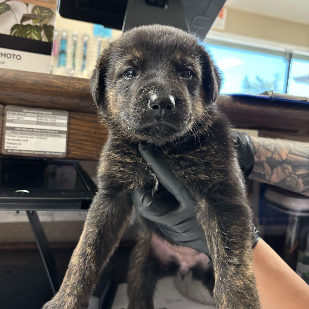 Enlarge Rosita, a Adoptable Mixed Breed in Medford, OR image 2/3