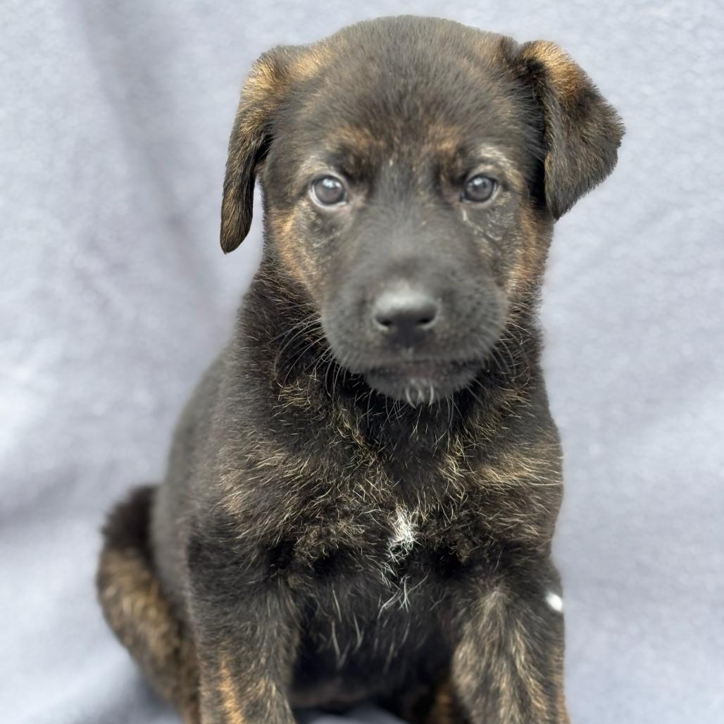 Enlarge Rosita, a Adoptable Mixed Breed in Medford, OR image 3/3