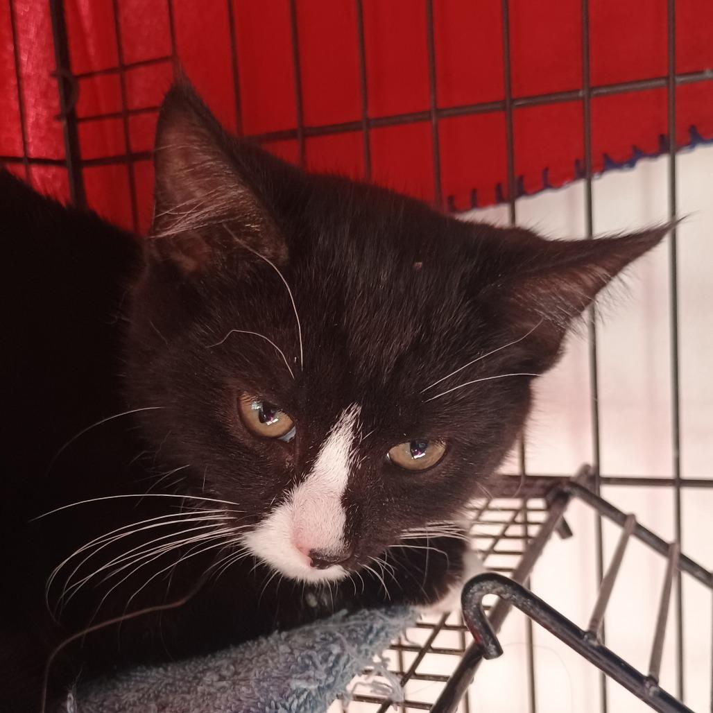 Feta, Adoptable, Kitten Female Domestic Short Hair.