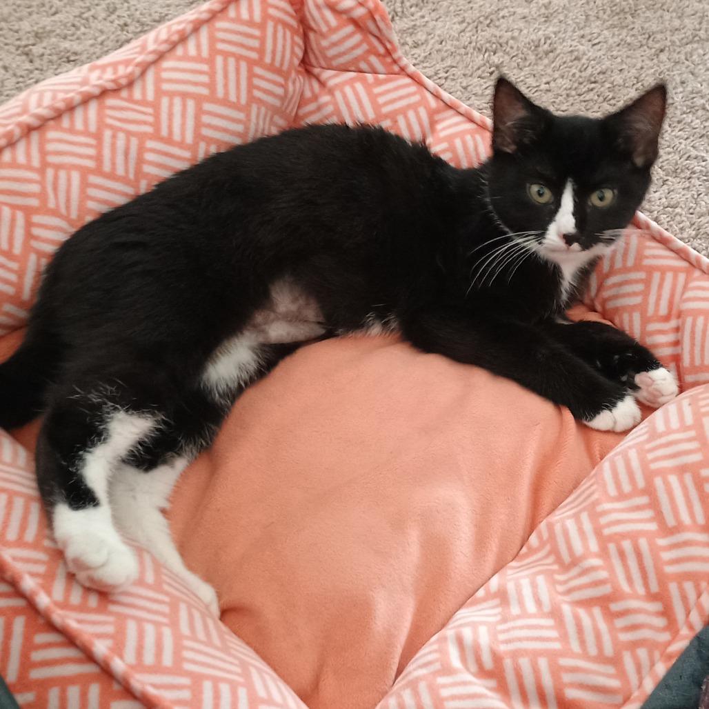 Enlarge Feta, a Adoptable Domestic Short Hair in Irwin, PA image 2/2