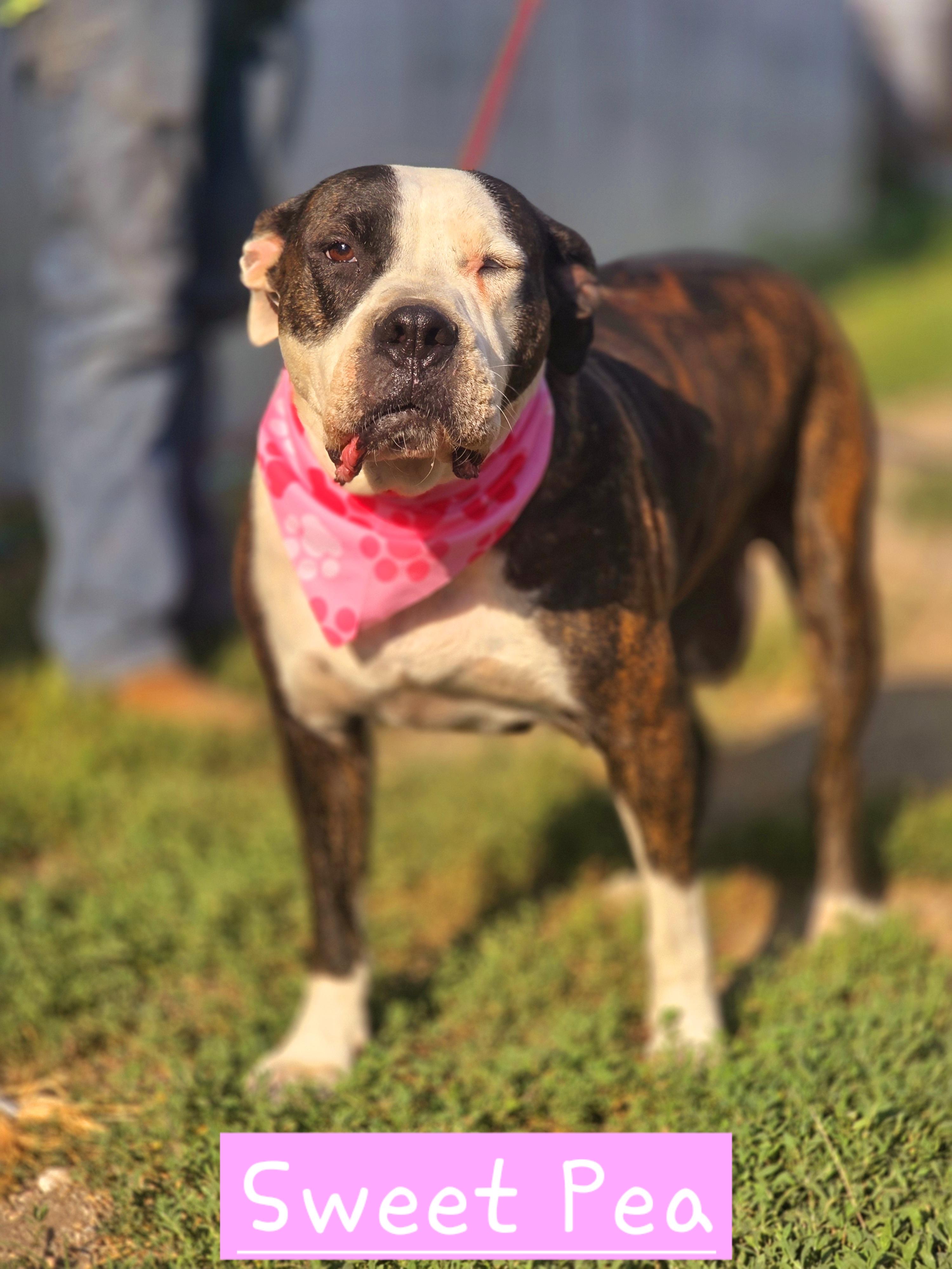 Enlarge Bonnie "Sweet Pea", a Adoptable American Bulldog in Walthill, NE image 2/2