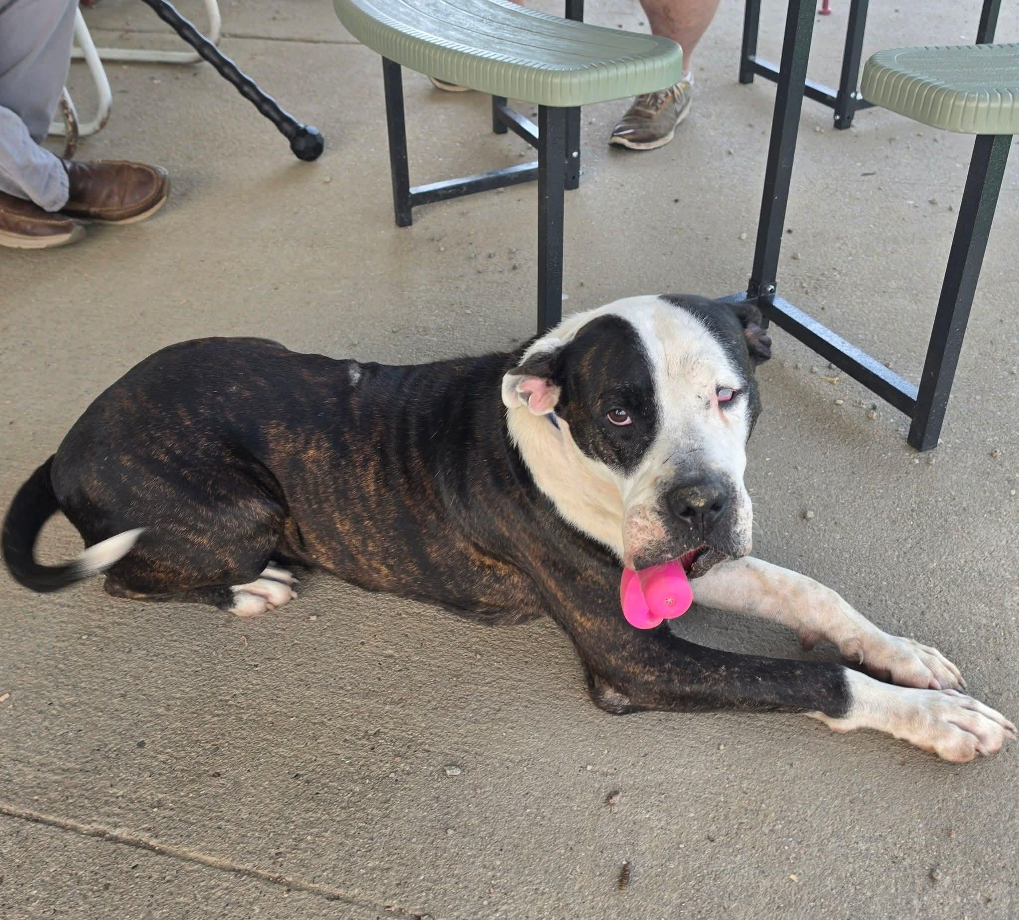 Bonnie "Sweet Pea", Adoptable, Senior Female American Bulldog.