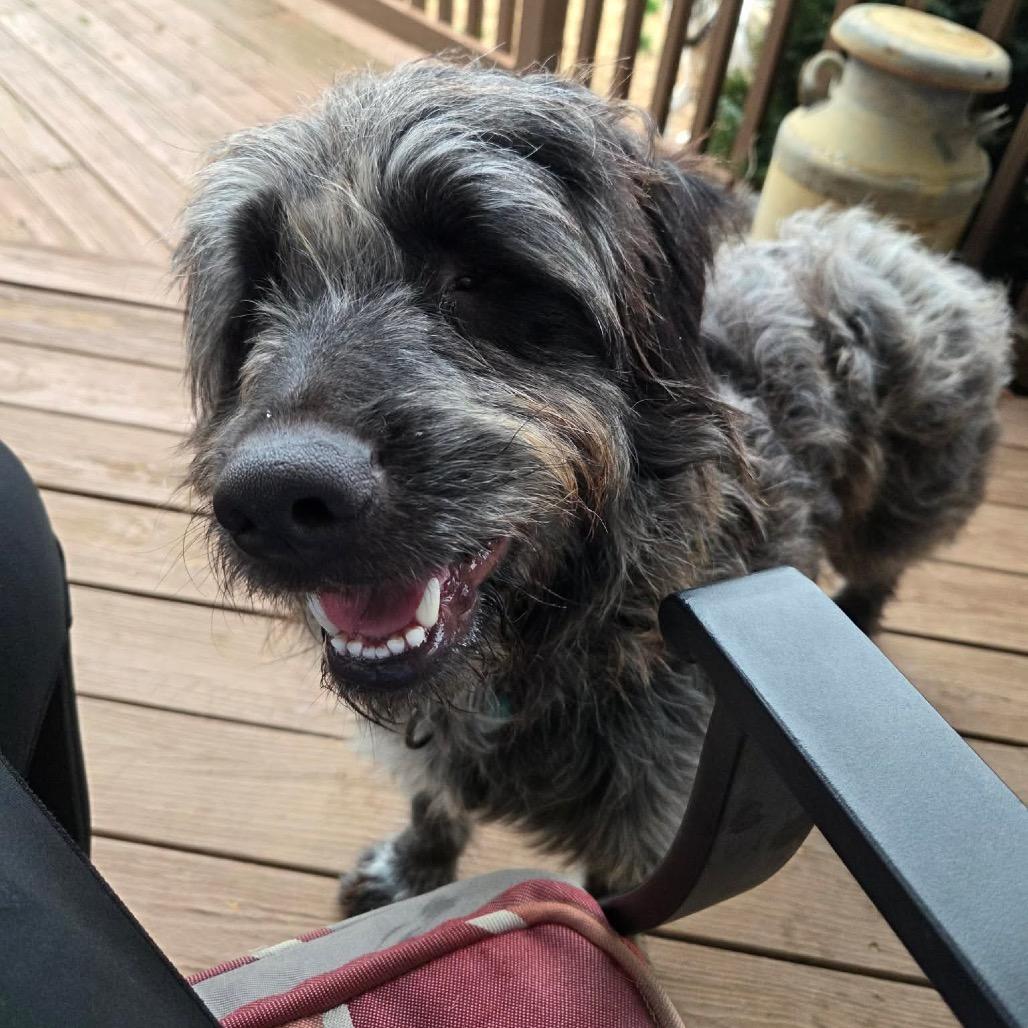 Ozzy, Adoptable, Adult Male Mixed Breed.