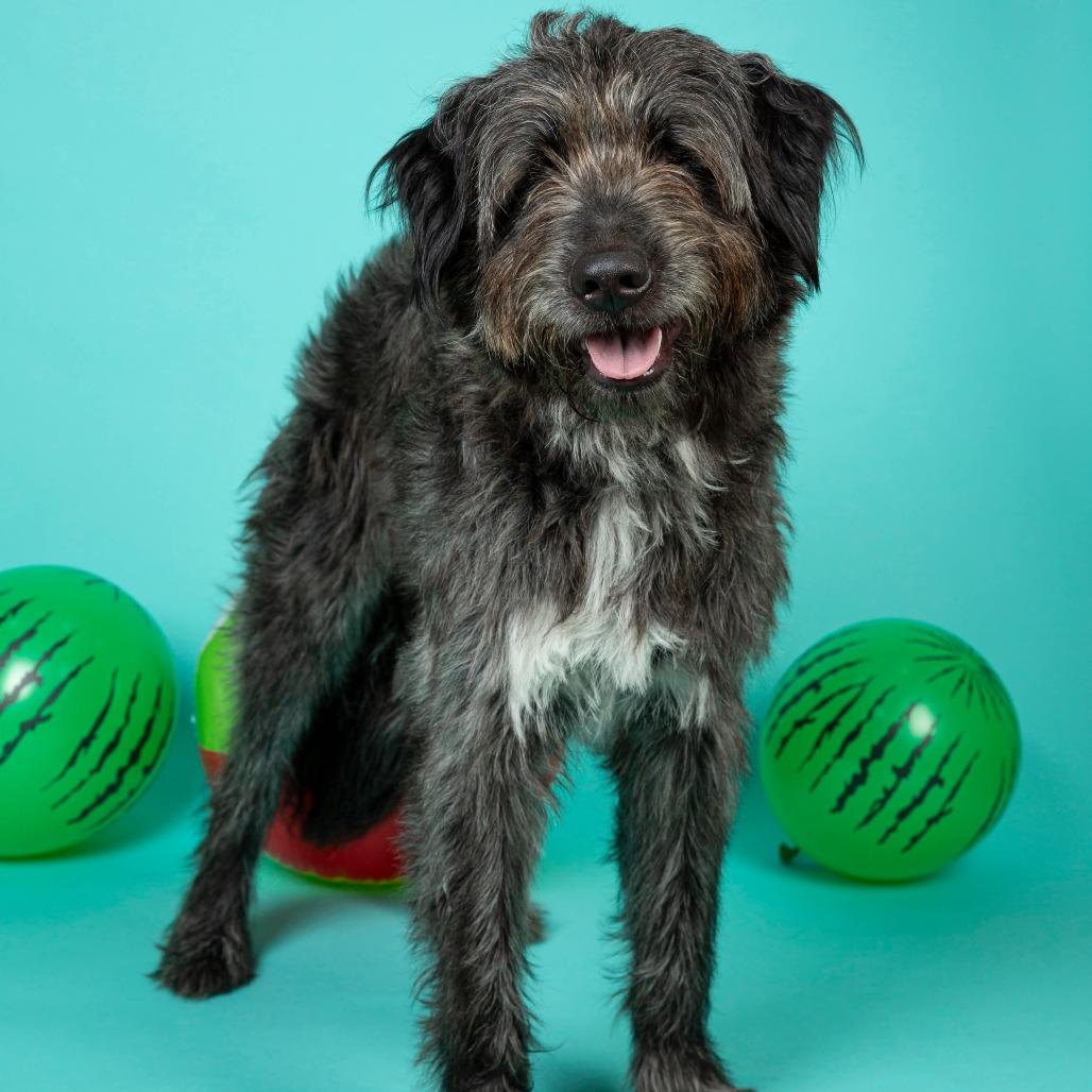 Ozzy, a Adoptable Mixed Breed in Clarksville, TN image 2/6