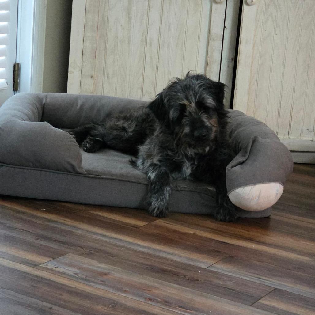 Ozzy, Adoptable, Adult Male Mixed Breed.