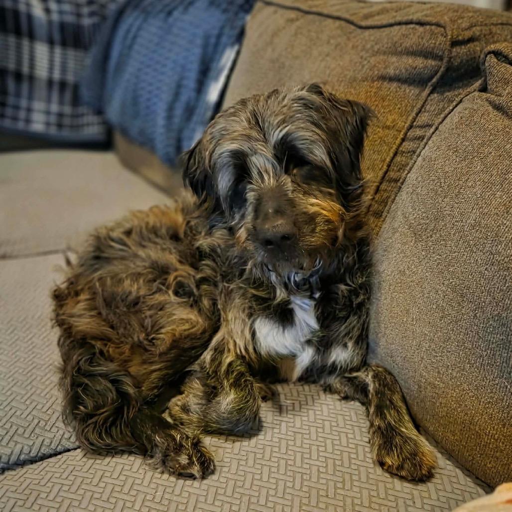 Enlarge Ozzy, a Adoptable Mixed Breed in Clarksville, TN image 2/4