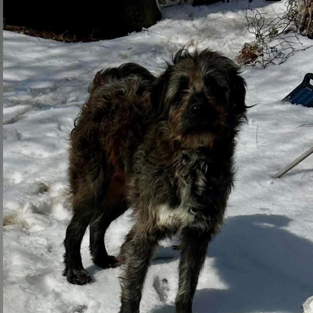 Enlarge Ozzy, a Adoptable Mixed Breed in Clarksville, TN image 3/4