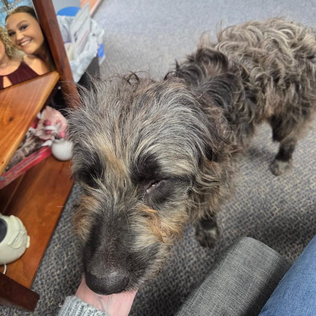 Enlarge Ozzy, a Adoptable Mixed Breed in Clarksville, TN image 4/4