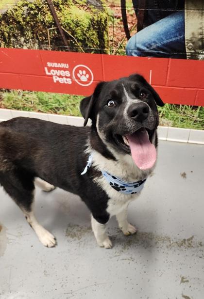 Kai **BONDED WITH TYCHO**, Young Male unknown