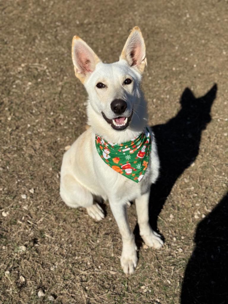 Enlarge Spencer, a Adoptable mixed breed in Canyon Lake, TX image 2/6