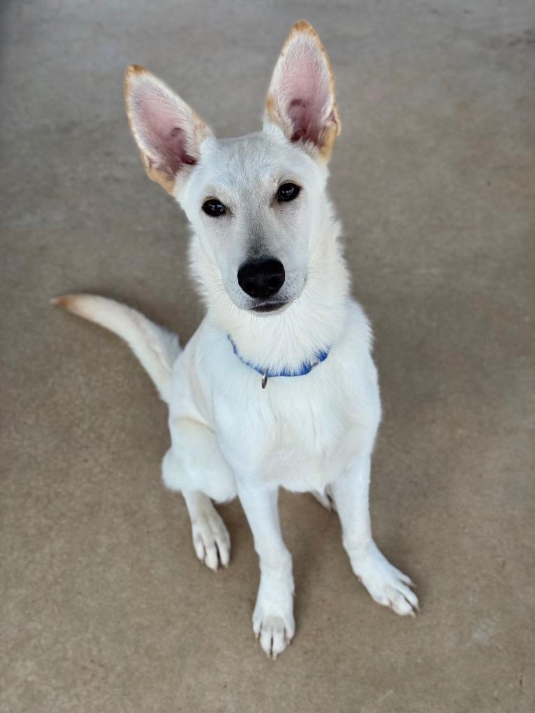 Enlarge Spencer, a Adoptable mixed breed in Canyon Lake, TX image 3/6