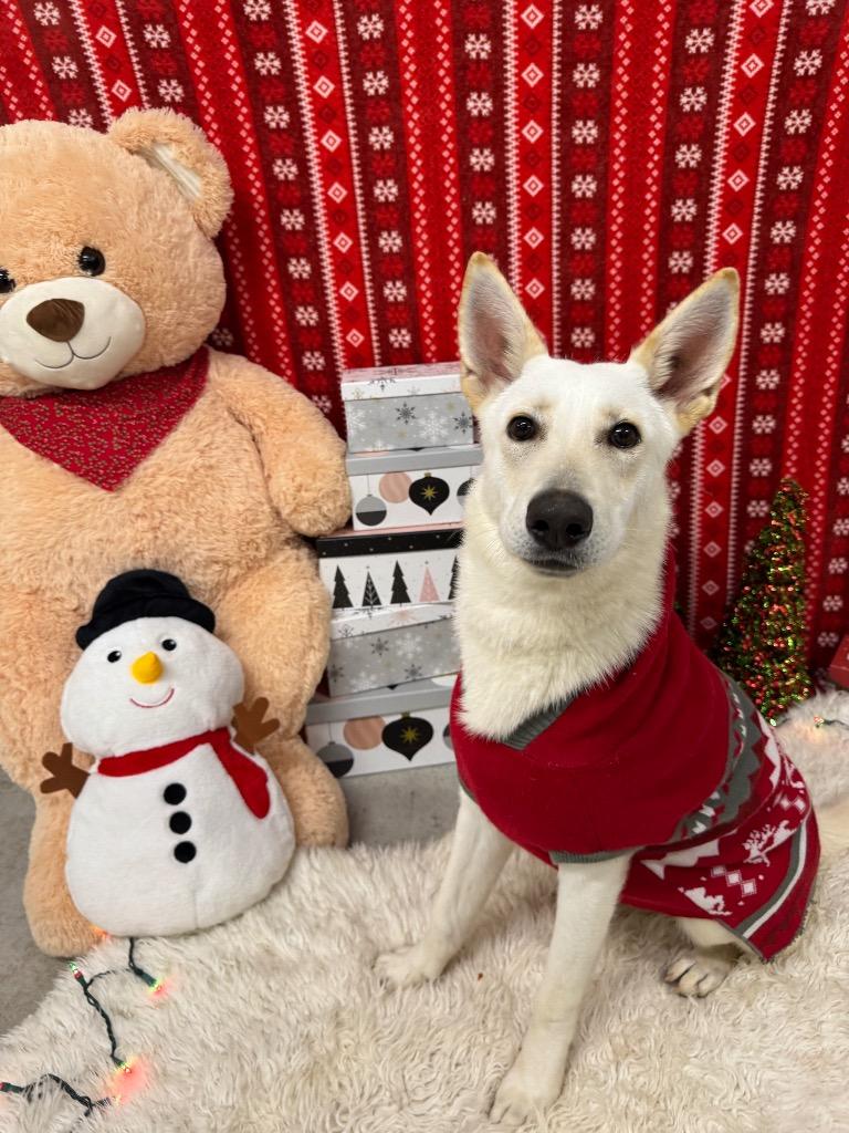 Enlarge Spencer, a Adoptable mixed breed in Canyon Lake, TX image 6/6