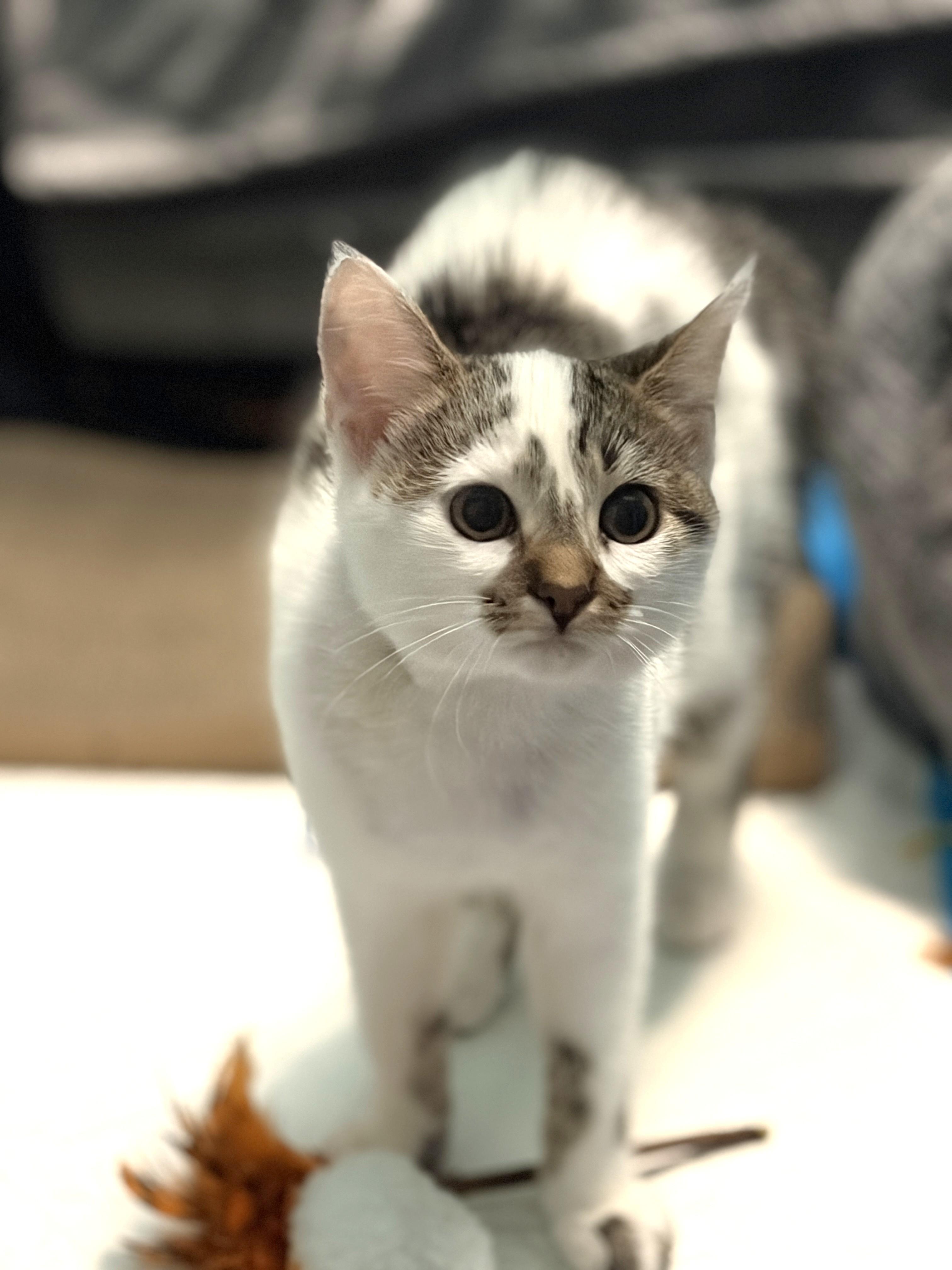 Enlarge Luna, a Adoptable Domestic Short Hair in New Albany, OH image 2/4