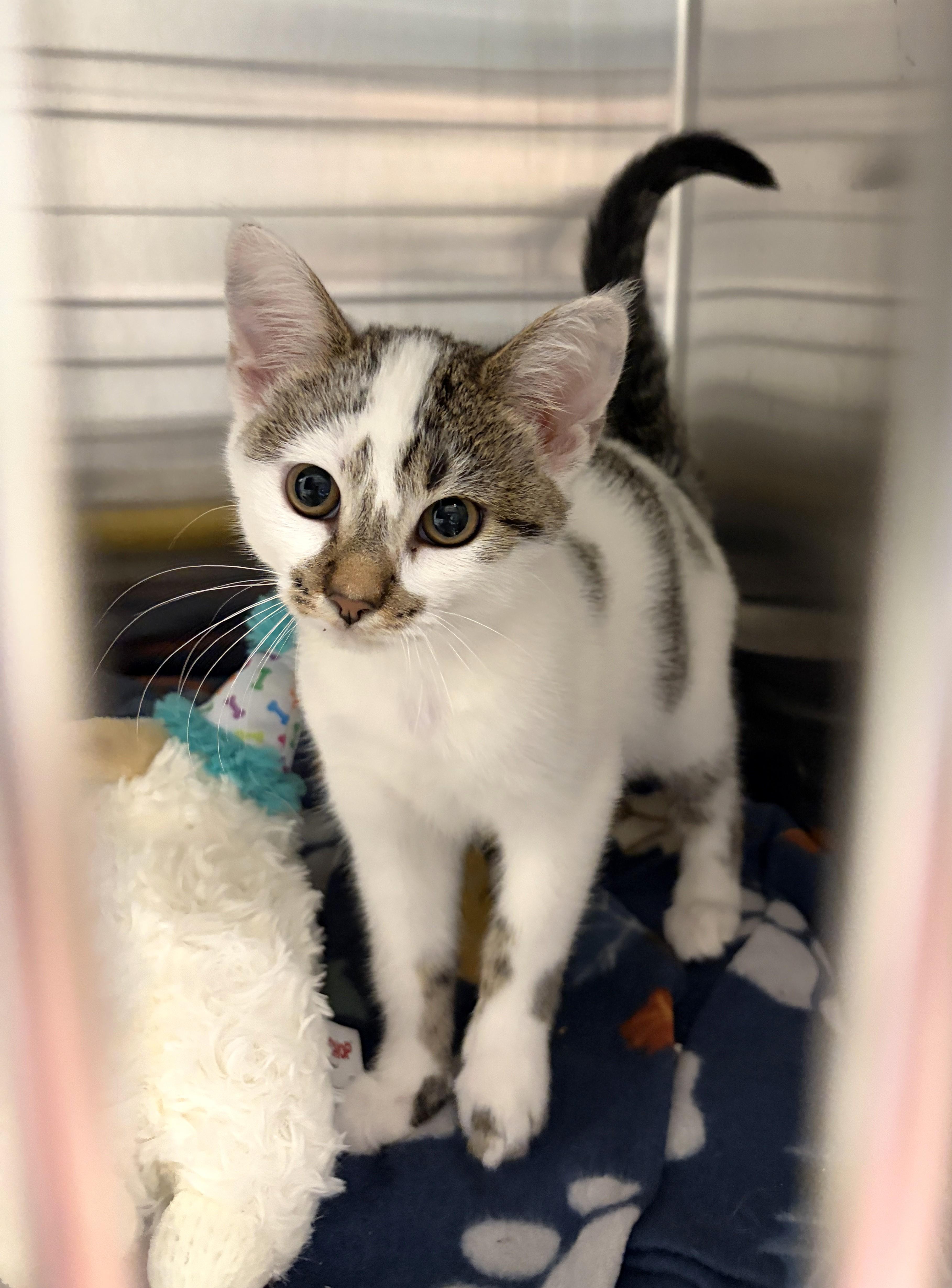 Luna, Adoptable, Kitten Female Domestic Short Hair.