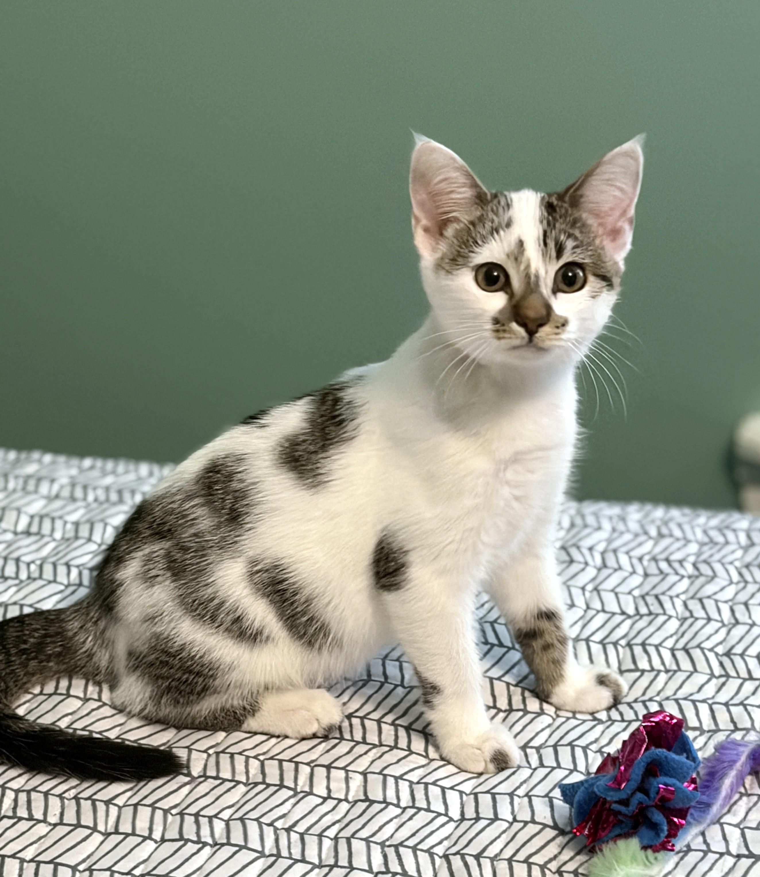 Enlarge Luna, a Adoptable Domestic Short Hair in New Albany, OH image 3/4