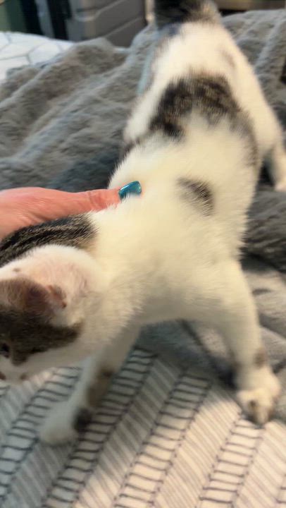Enlarge Luna, a Adoptable Domestic Short Hair in New Albany, OH video 4/4