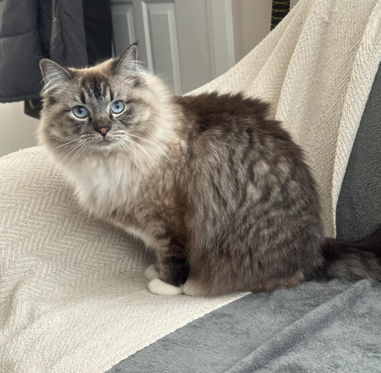 Luna, ADOPTABLE, Adult Female Ragdoll.