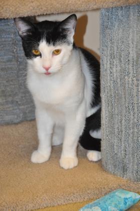 Enlarge Panda Bear, a Adoptable Domestic Short Hair in Pompano Beach, FL image 1/1