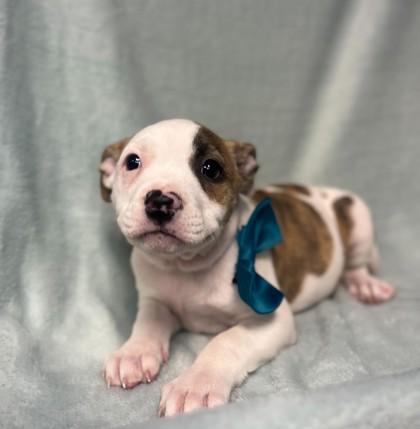 Coconut, Adoptable, Young Male Mixed Breed & Mixed Breed.