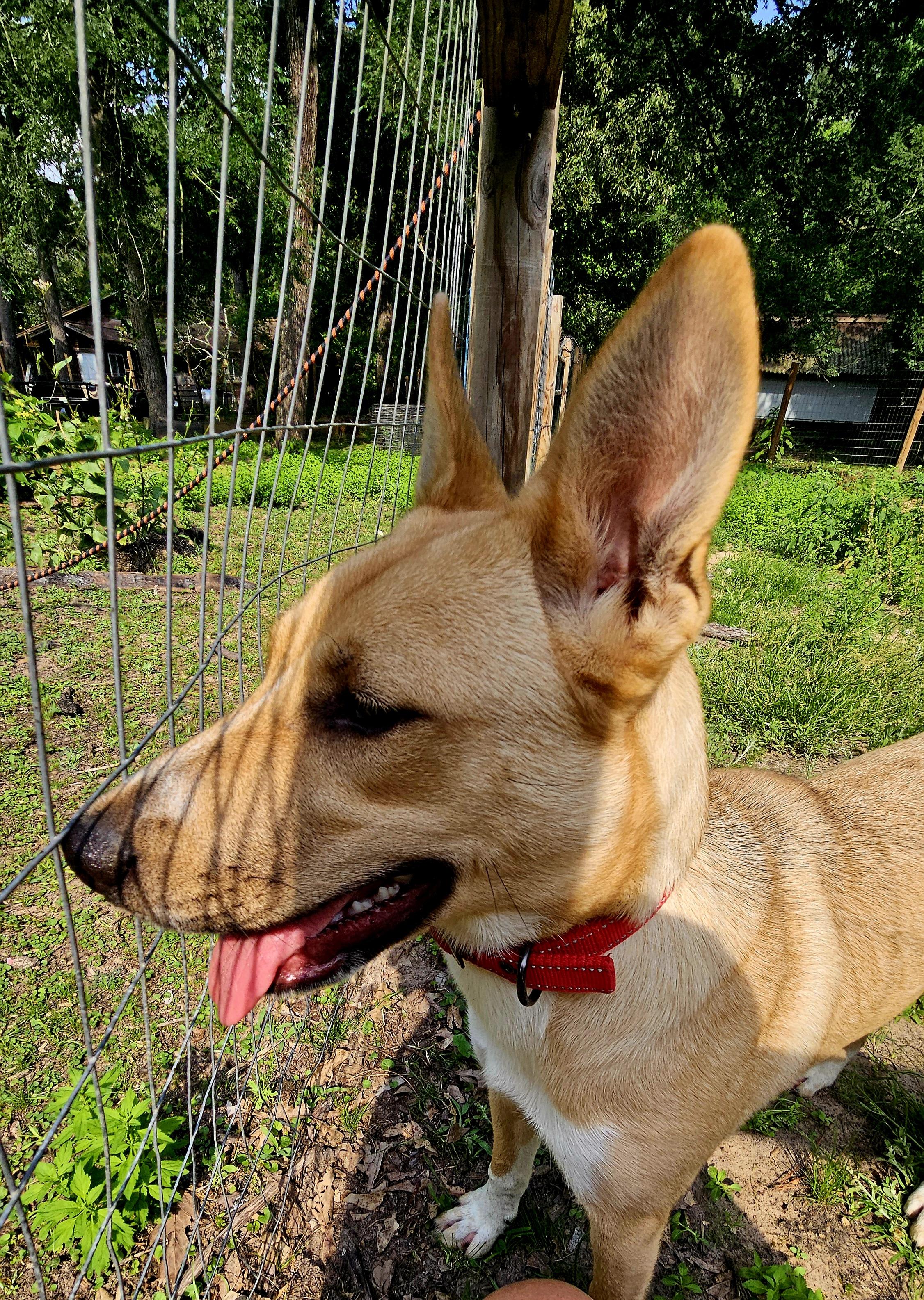 Chip - CO, Adoptable, Young Female Shepherd.