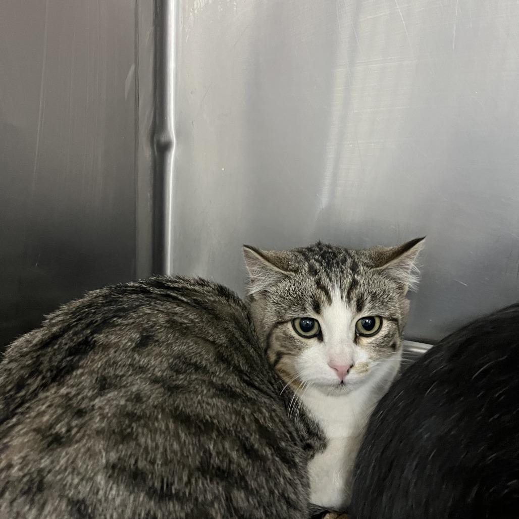 Princess, Adoptable, Young Female Domestic Short Hair.