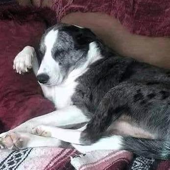 Enlarge PeBo, a Adoptable mixed breed in Shawnee, KS image 1/6