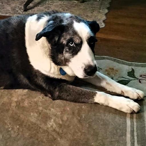 Enlarge PeBo, a Adoptable mixed breed in Shawnee, KS image 2/6