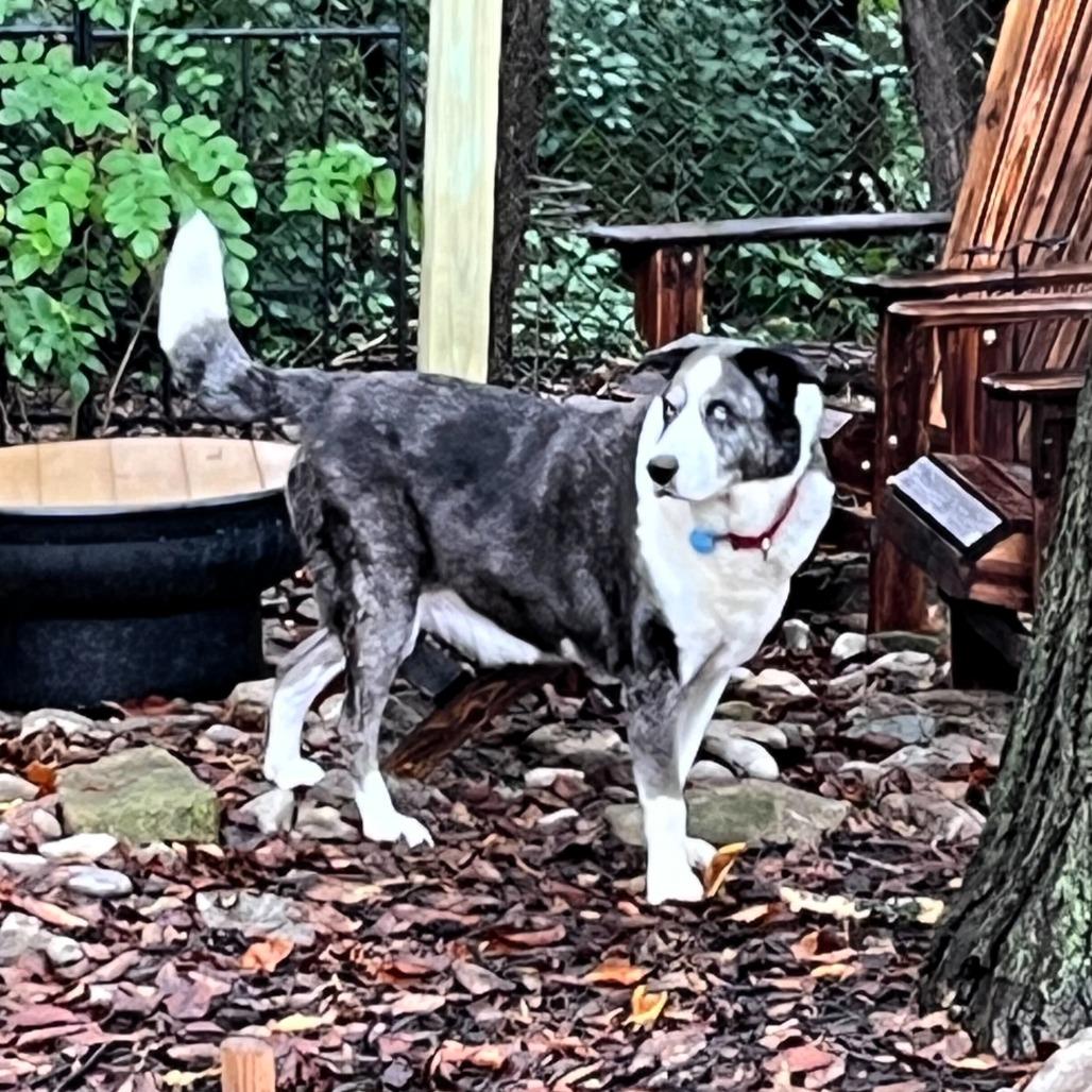 Enlarge PeBo, a Adoptable mixed breed in Shawnee, KS image 3/6