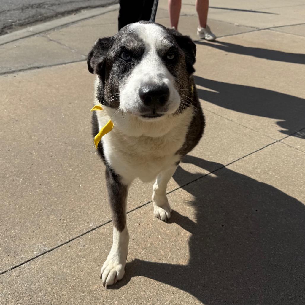 Enlarge PeBo, a Adoptable mixed breed in Shawnee, KS image 4/6