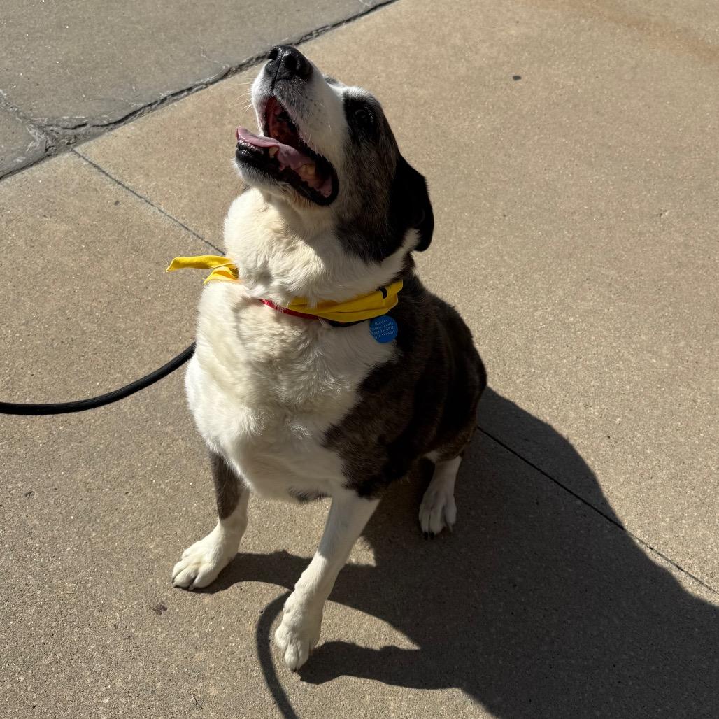 Enlarge PeBo, a Adoptable mixed breed in Shawnee, KS image 5/6