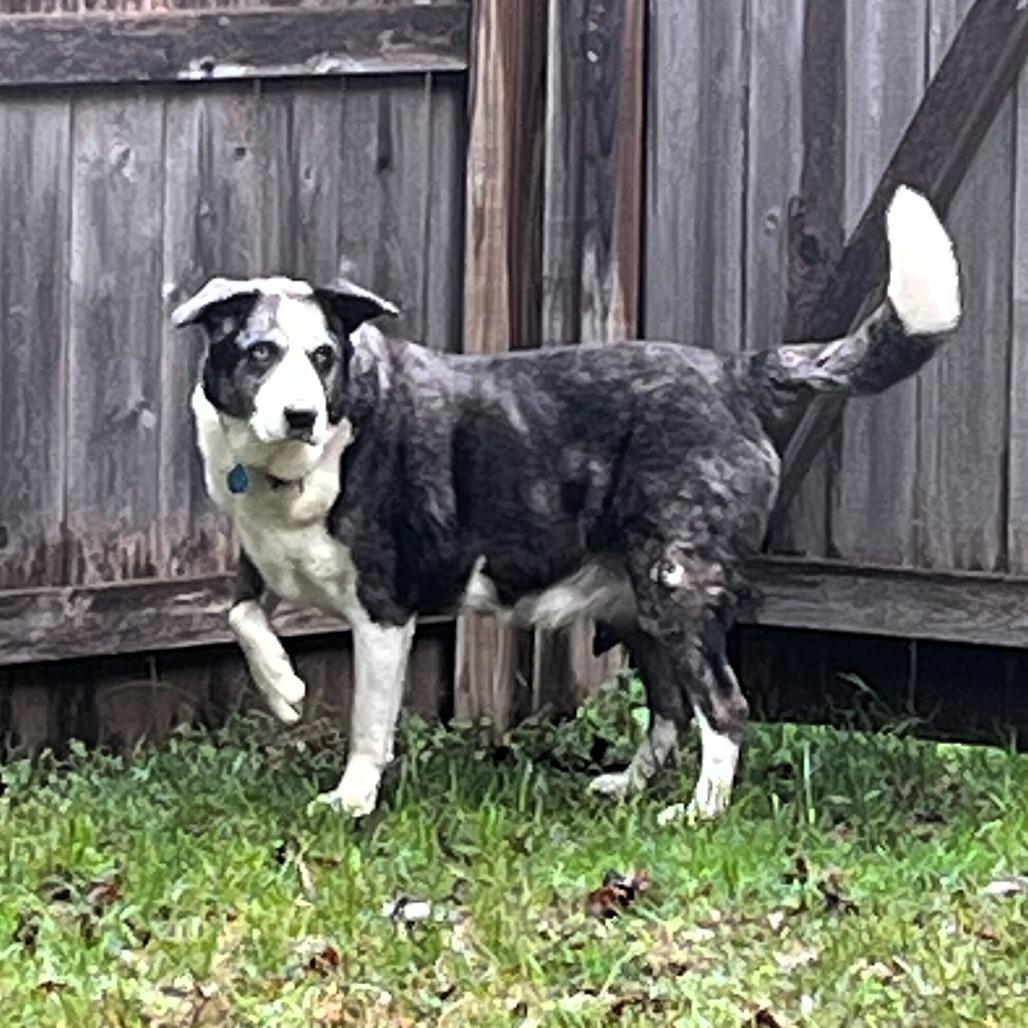 Enlarge PeBo, a Adoptable mixed breed in Shawnee, KS image 6/6