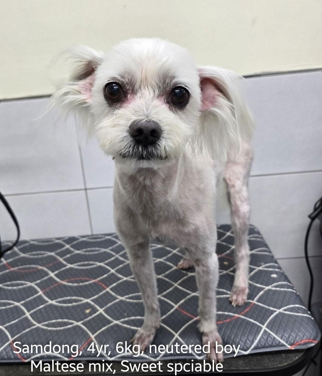 Enlarge SAMDONG, a Adopted Maltese in Agoura Hills, CA image 1/1
