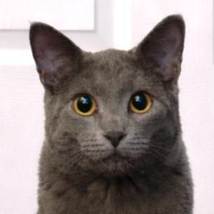 Enlarge Nilla, a ADOPTABLE mixed breed in Streamwood, IL image 5/5