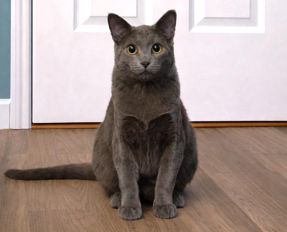 Nilla, ADOPTABLE, Kitten Female Russian Blue & Domestic Short Hair.