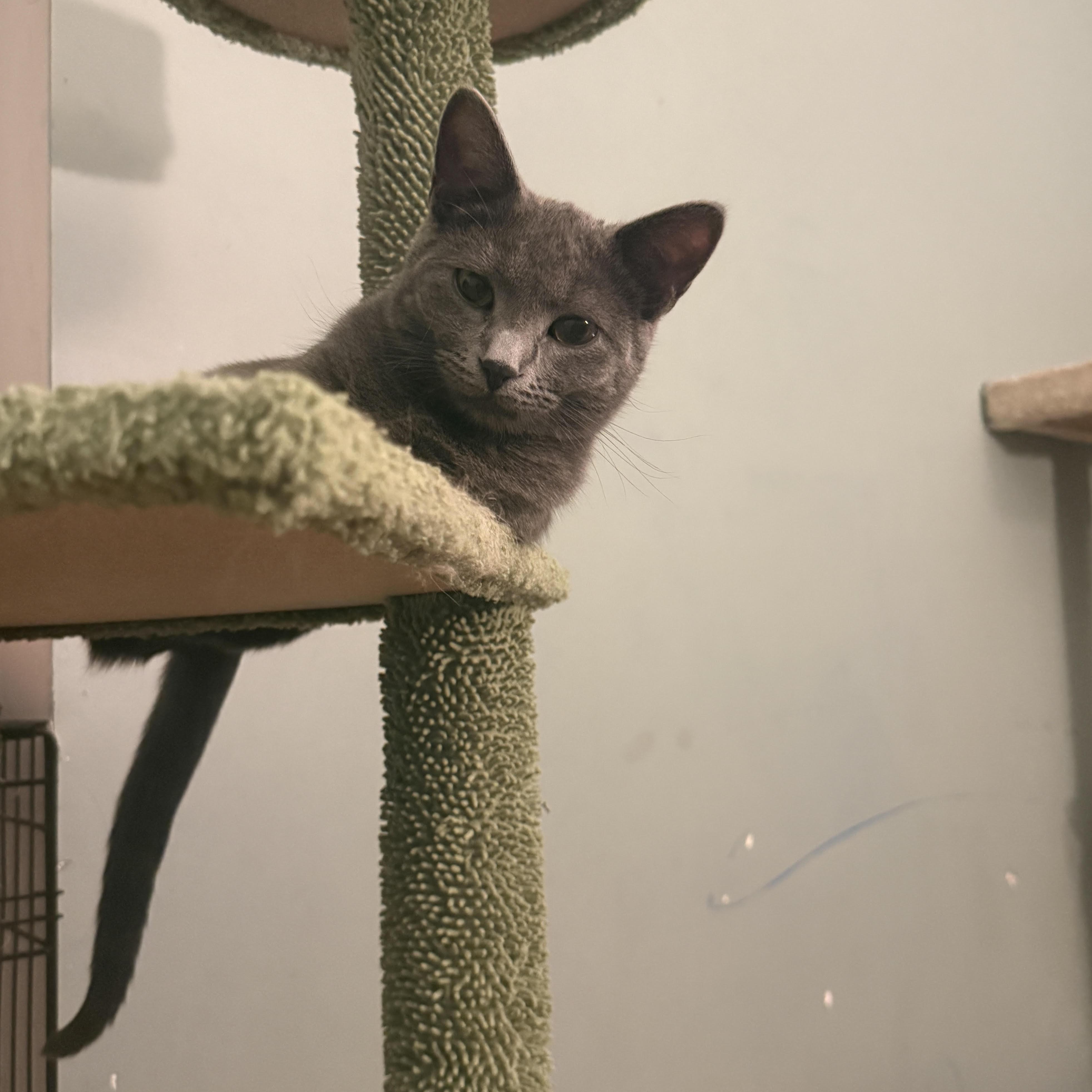 Enlarge Nilla, a ADOPTABLE mixed breed in Streamwood, IL image 4/5