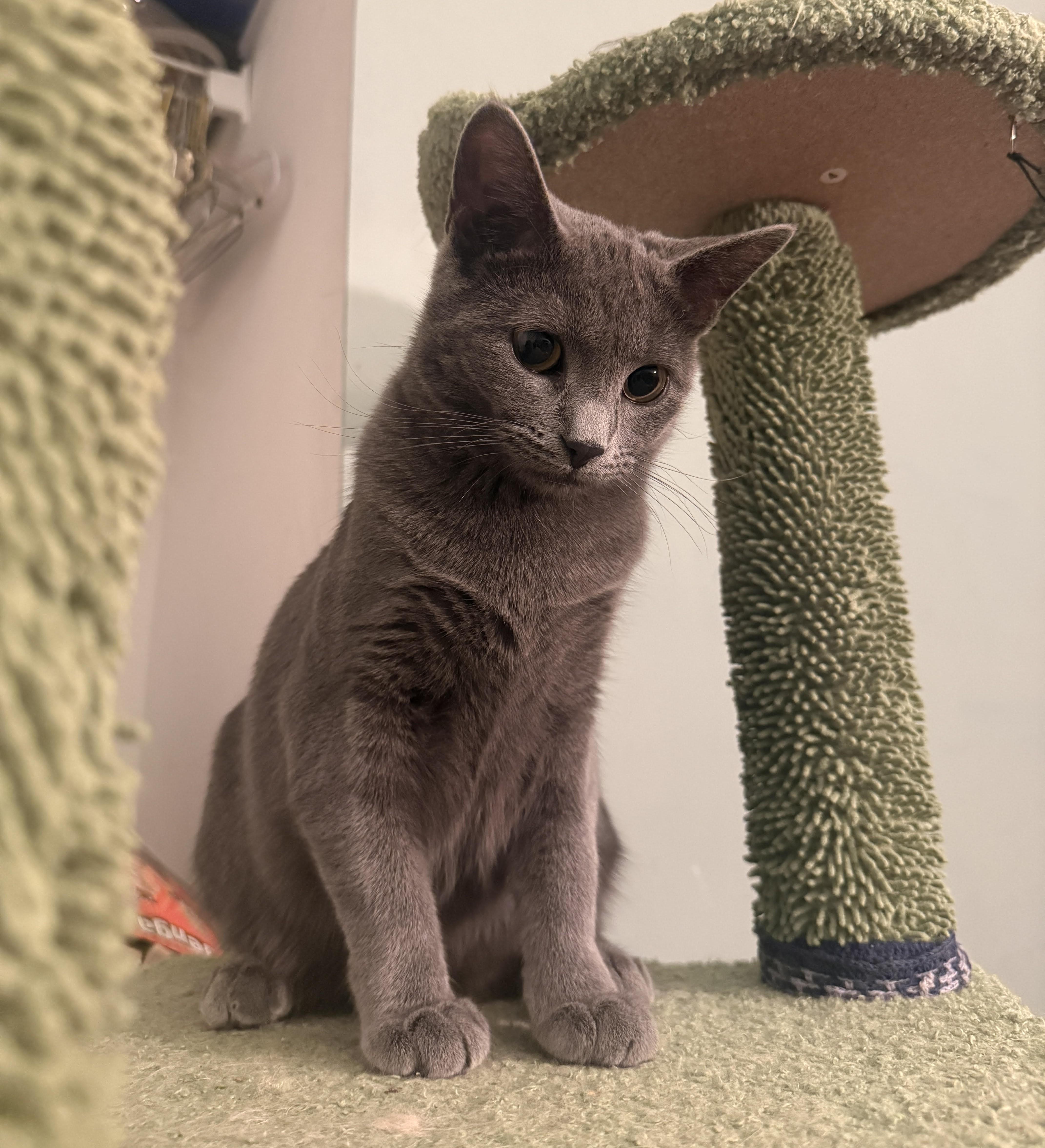 Enlarge Nilla, a ADOPTABLE mixed breed in Streamwood, IL image 2/5