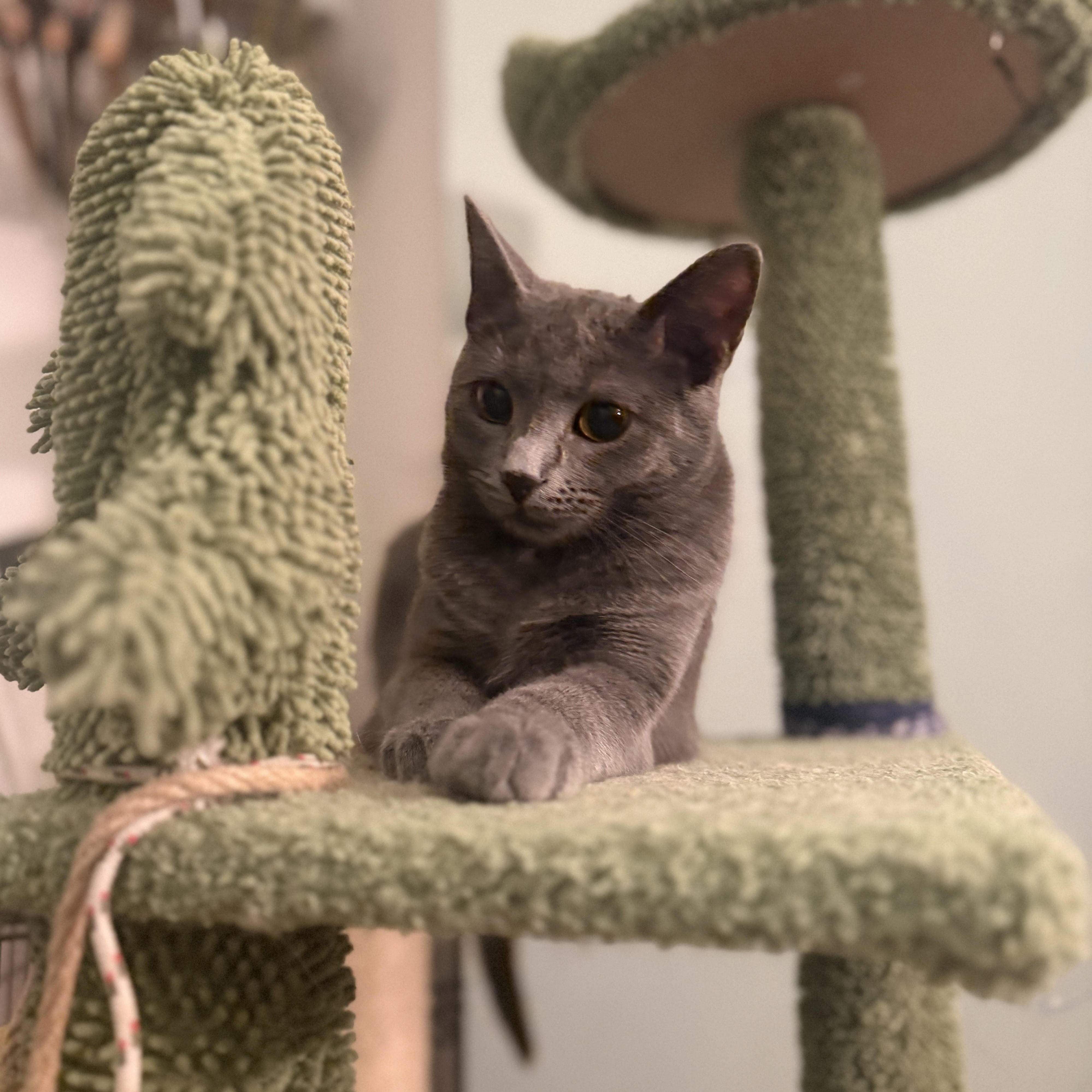 Enlarge Nilla, a ADOPTABLE mixed breed in Streamwood, IL image 3/5