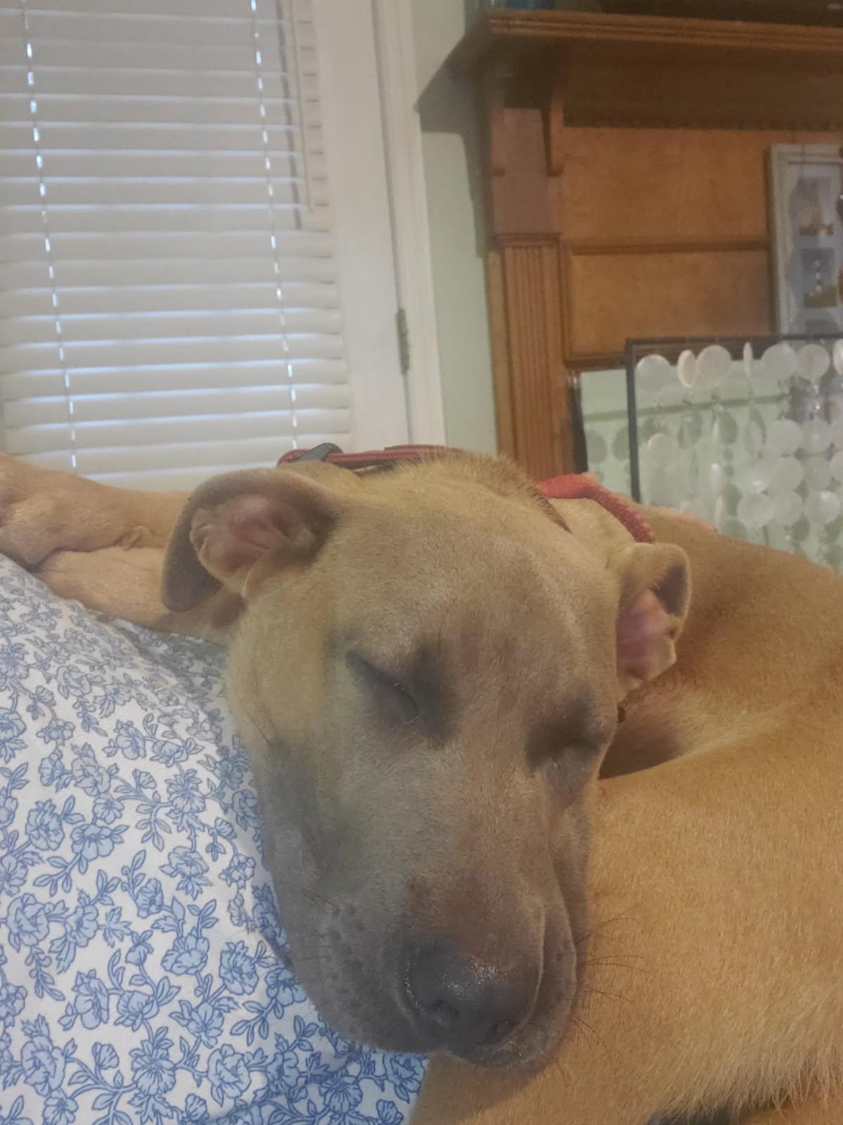 Enlarge Cosmo, a ADOPTABLE mixed breed in Auburn, GA image 4/4