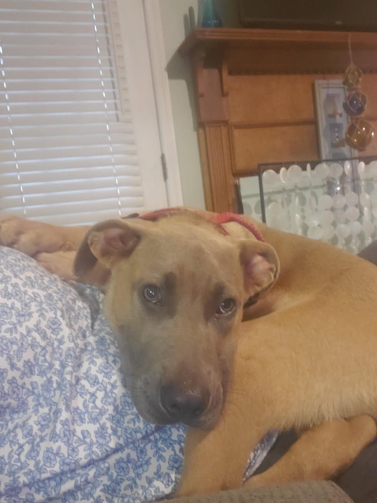 Cosmo, ADOPTABLE, Adult Male Catahoula Leopard Dog.