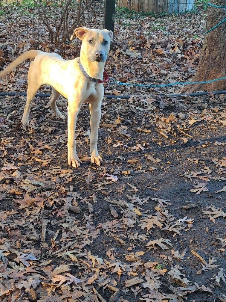 Enlarge Cosmo, a ADOPTABLE mixed breed in Auburn, GA image 2/4